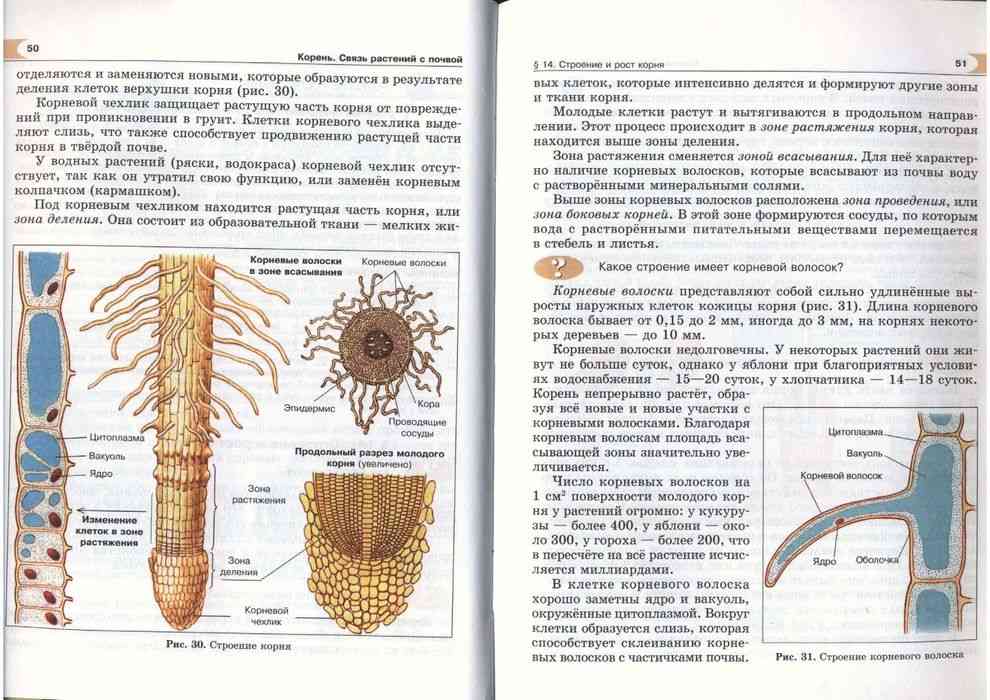 Биология трайтак читать. Строение клеток корневого волоска. Биология 5 класс. Структура корневого волоска. Анатомия корня.