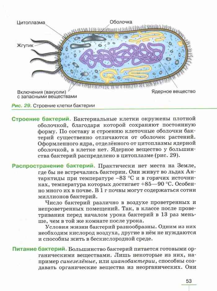 Ядерное вещество у бактерий расположено в. Вакуоли бактериальной клетки. Строение бактерии ядерное вещество. Запасные вещества бактериальной клетки. Условия жизни бактерий.