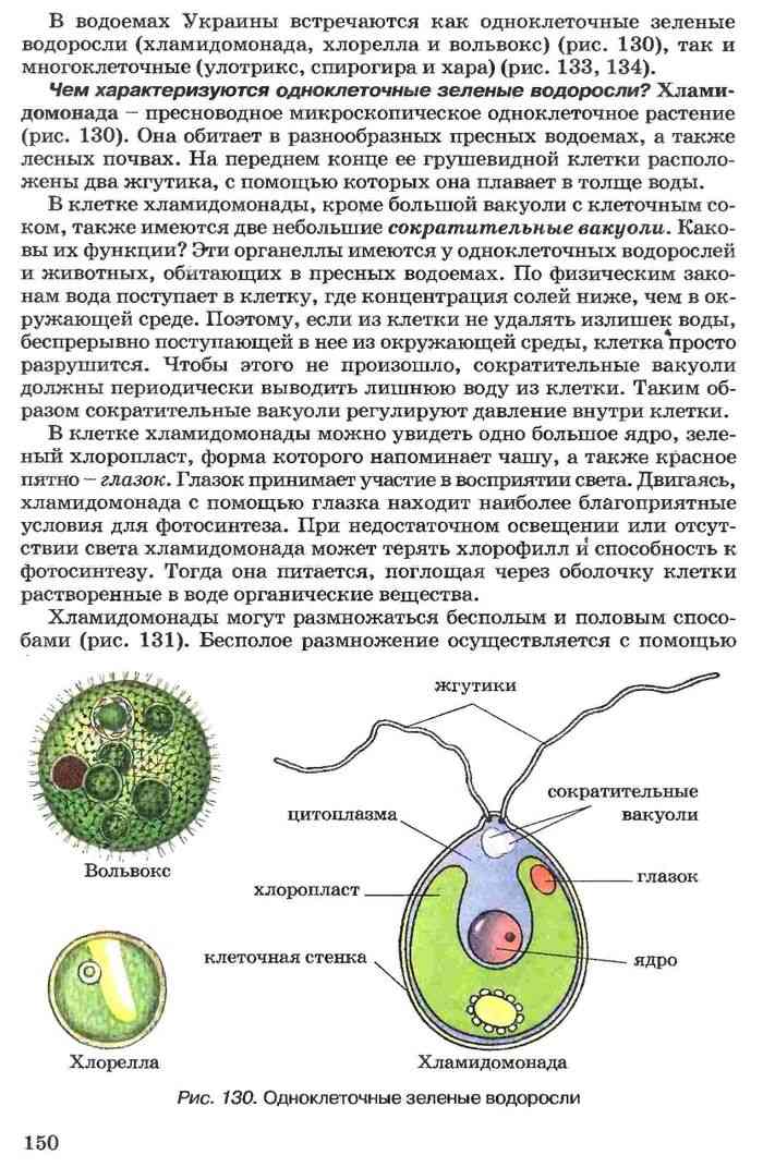 Органеллы водоросли. Характеристика строения хламидомонады. Строение хламидомонады и ее функция. Строение клетки хламидомонады. Модель одноклеточной водоросли хламидомонады.