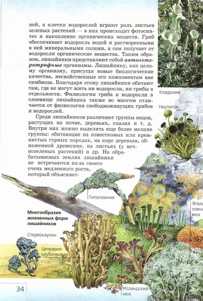 Биология 7 класс сонин читать. Биология 7 класс учебник Захаров Сонин. Гриб обеспечивает водоросль водой.