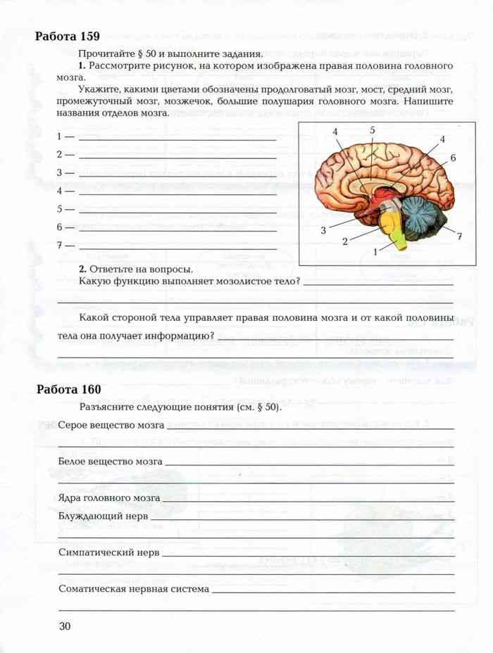 Мозг биология 8 класс рисунок