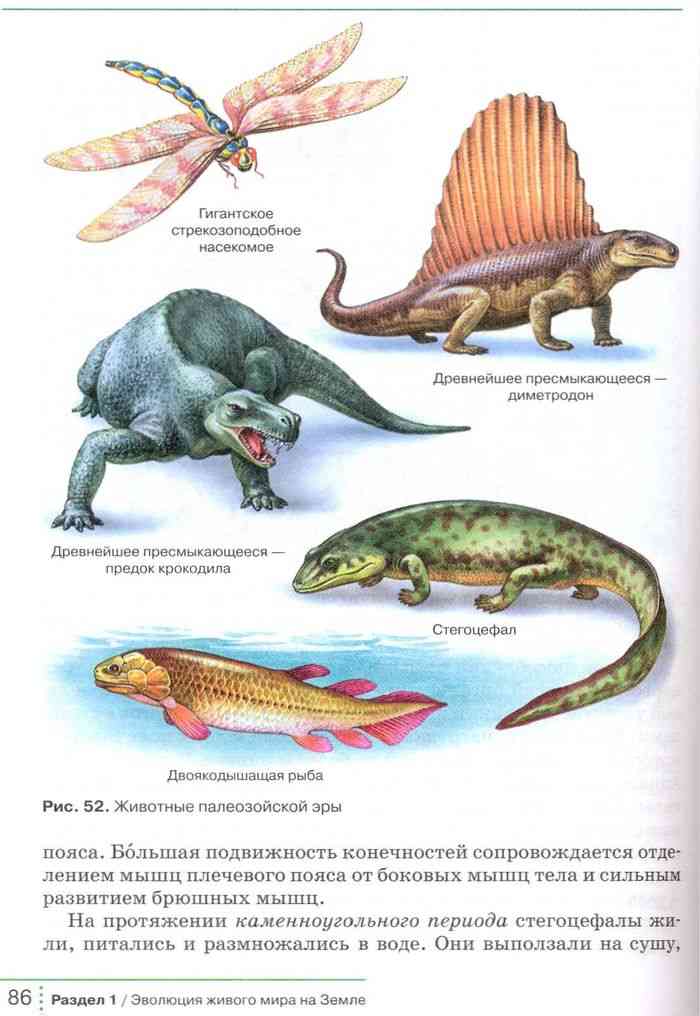 Первыми истинно наземными хордовыми животными являются. Животный мир палеозойской эры. Палеозойская Эра животный. Палеозойская Эра Хордовые животные. Палеозой Эра растительный и животный мир.