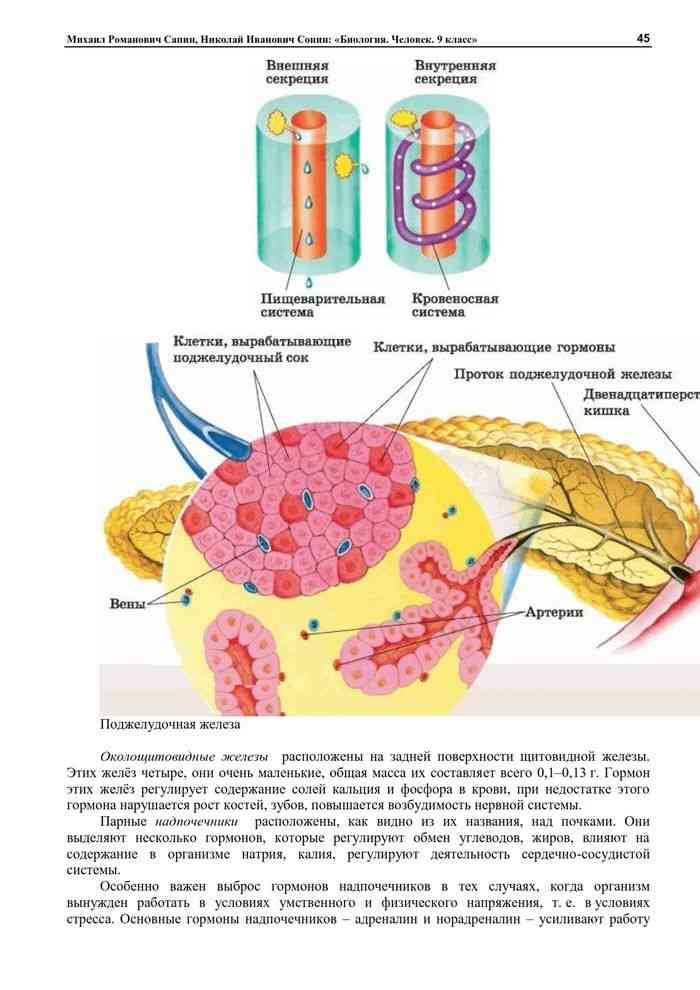 Биология 9 сапин сонин. Железы внутренней секреции. Лампроитовые тела структура.