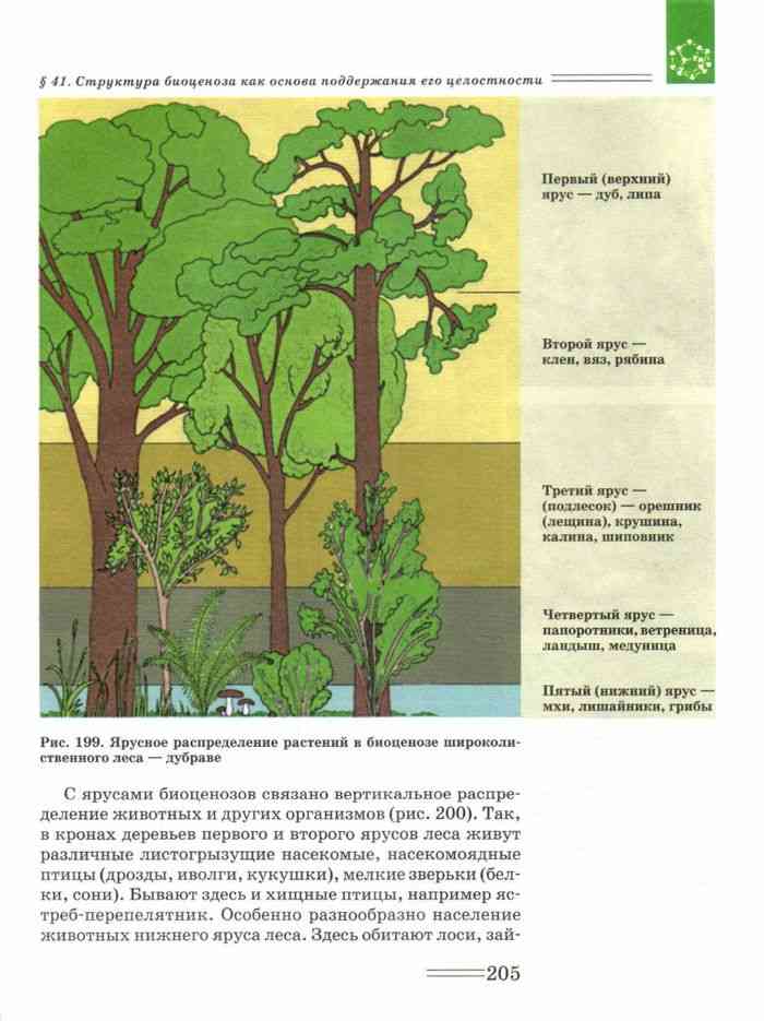 Чем характеризуется биоценоз смешанного леса ярусность плохой