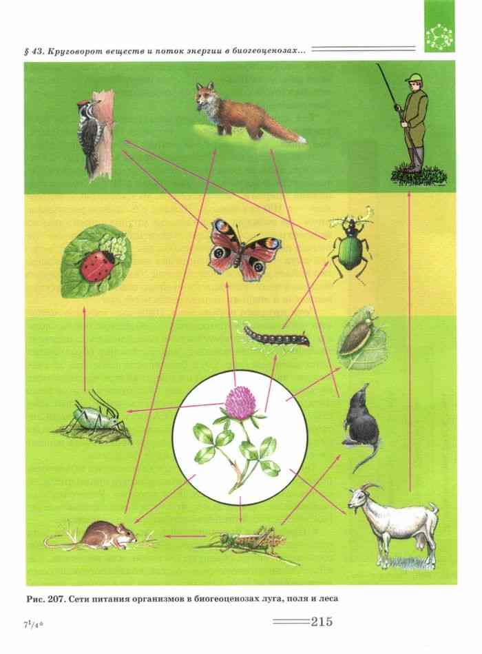 Цепь питания луга 5 класс. Биогеоценоз Луга цепи питания. Цепь питания в экосистеме Луга. Схема пищевой Цепочки Луга. Круговорот цепи питания на лугу.