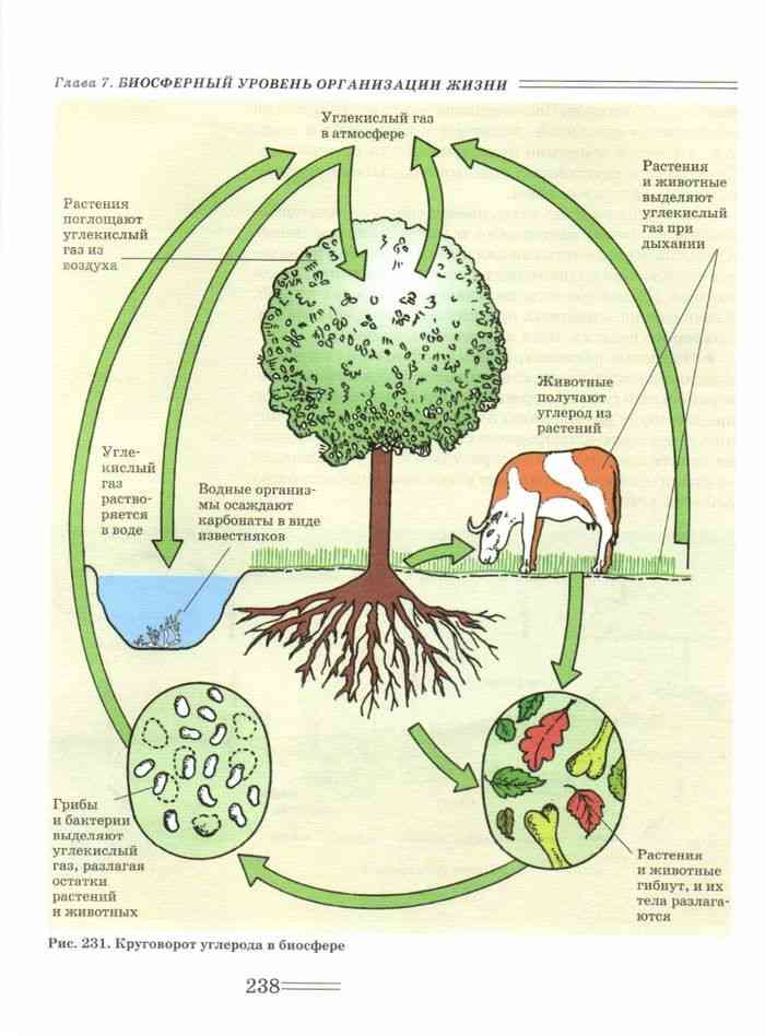 Растения усваивают азот из воздуха. Круговорот углерода в природе схема. Круговорот углерода в биосфере схема. Схема круговорота углерода в водной экосистеме. Схема круговорота углерода в водной и наземной экосистемах.