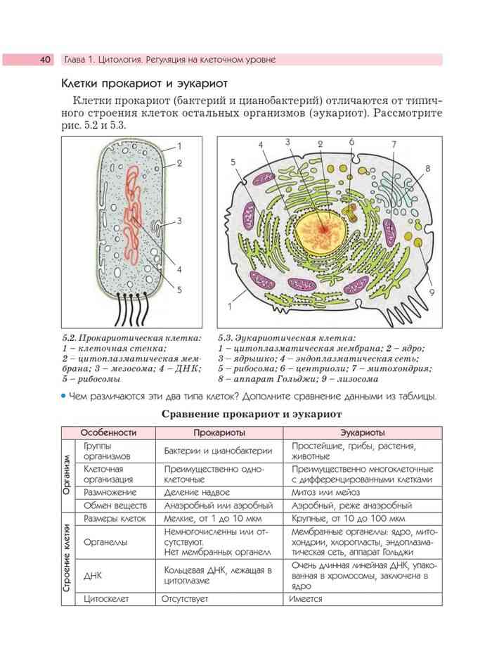 Бактерия уровень организации. Таблица эукариотической клетки. Эукариотическая клетка таблица. Клетка ЕГЭ. Эокаритечкая Калетка ЕГЭ.