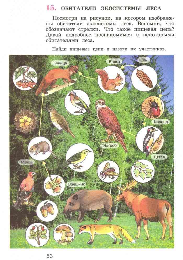Обитатели природной экосистемы. Экосистема хвойного леса схема. Обитатели экосистемы леса. Сообщество растений и животных. Животные лесных экосистем.